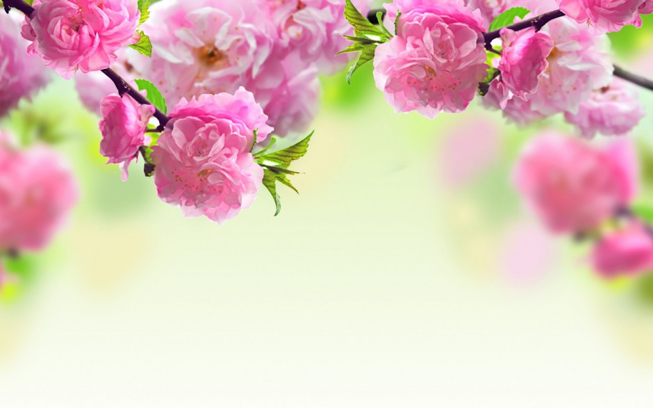 自然美丽海棠花风景桌面壁纸