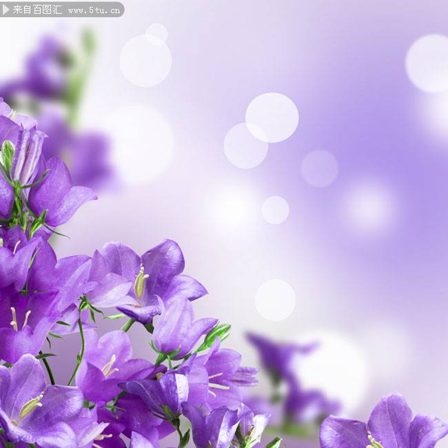 铃兰花图片唯美紫色鲜花背景素材
