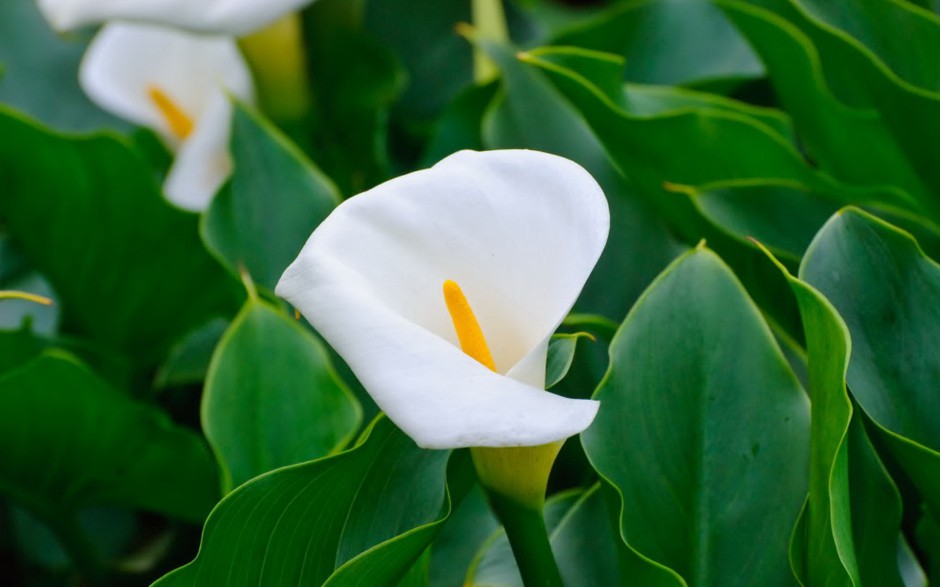 鲜艳柔美的海芋花高清桌面壁纸