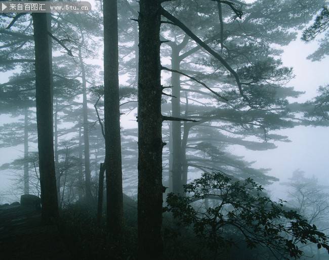 山间云雾缠绕的树林意境图片