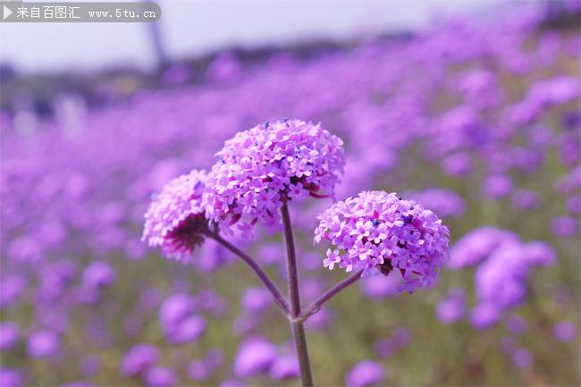紫色花朵梦幻唯美图片背景
