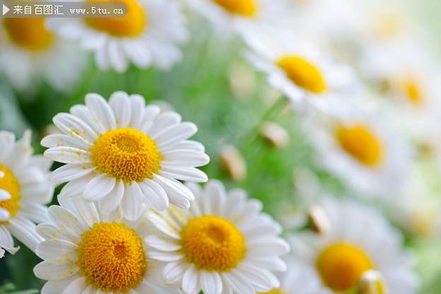白色菊花图片唯美背景素材欣赏