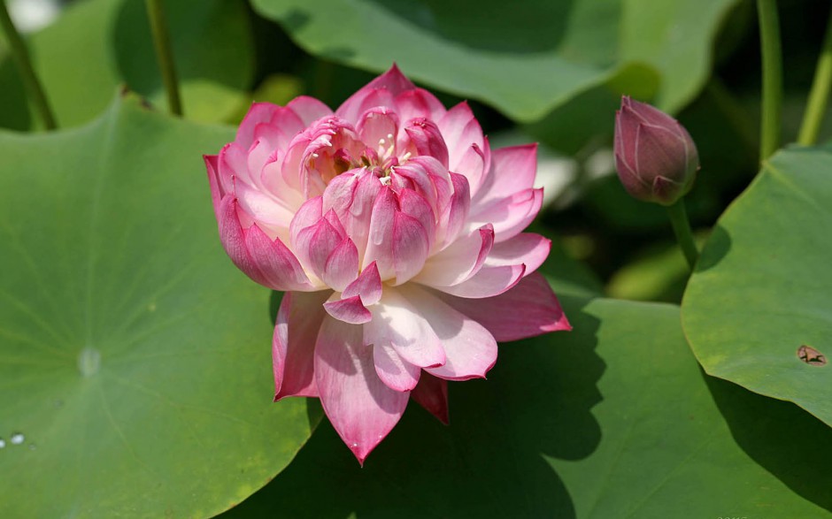 夏日清新荷花池塘盛放写真