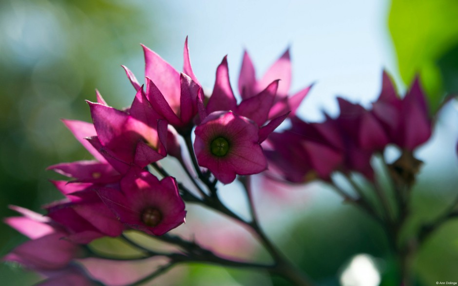 大自然唯美花卉娇艳绽放美景