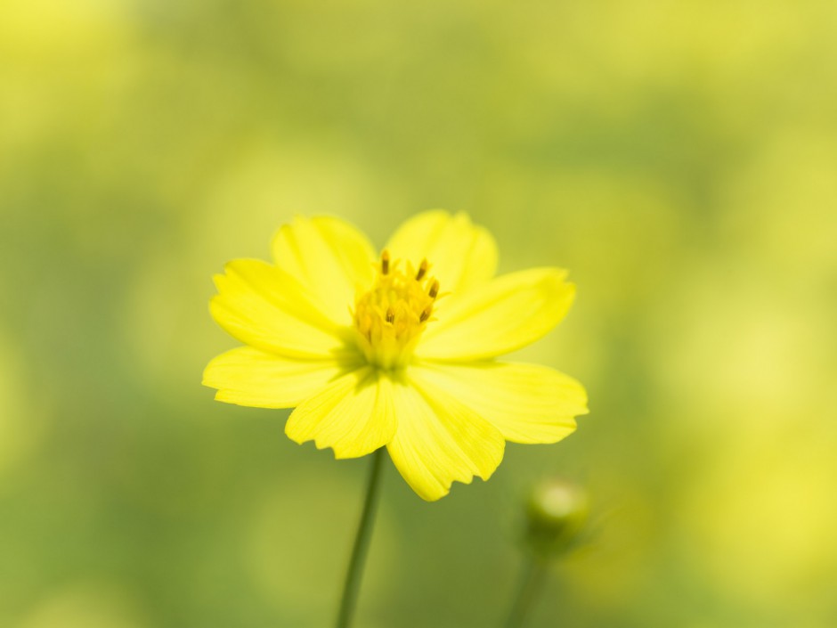 山中烂漫鲜花盛放精美风景高清图片