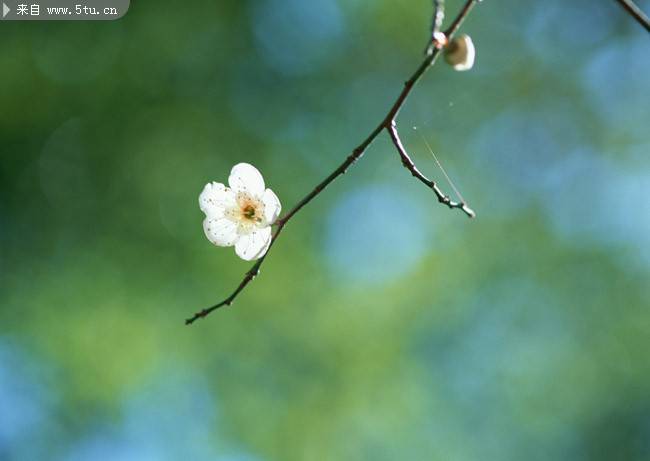 一朵朵白色桃花摄影图片
