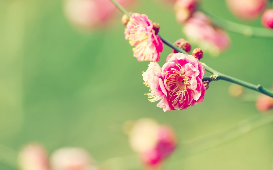 春日梦幻粉嫩樱花唯美清新意境壁纸