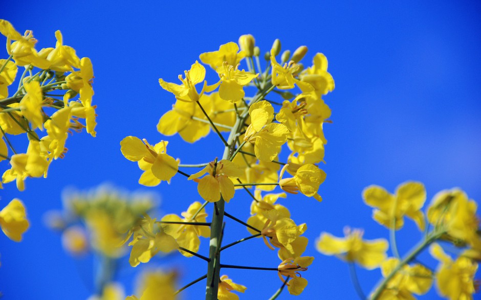 油菜花梦幻黄色花海高清精美壁纸