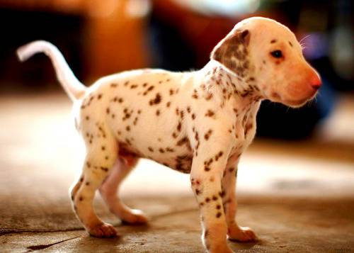 卖萌宠物图片大全暖化人心