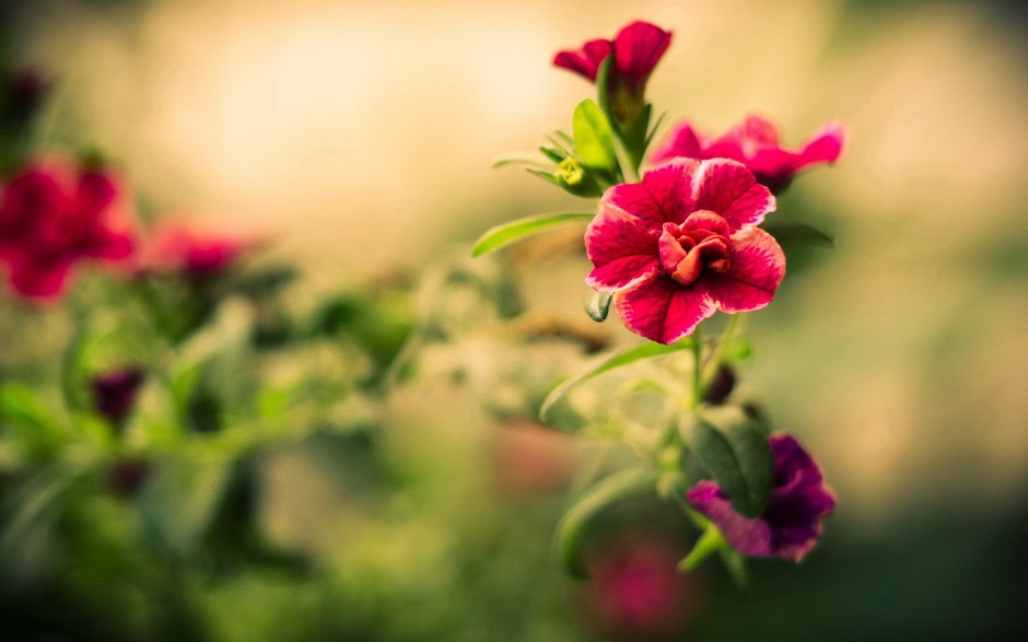 风景唯美鲜花宽屏壁纸桌面