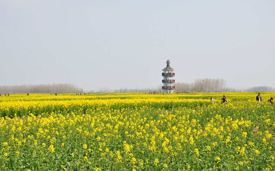 油菜花花田浪漫风景高清精美图集