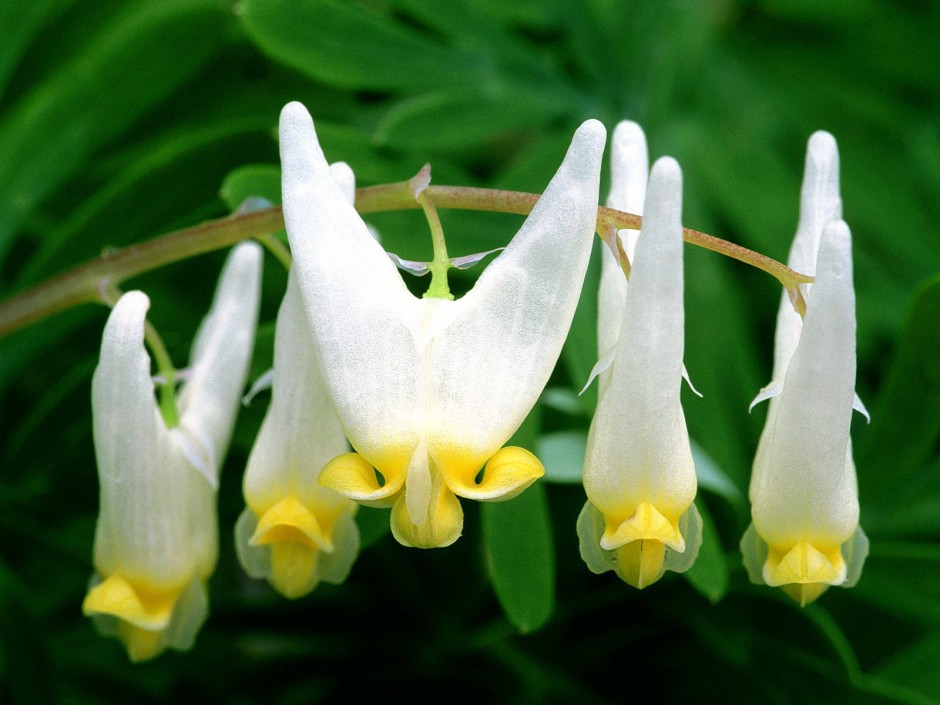 鲜艳花卉风中盛放唯美高清图集