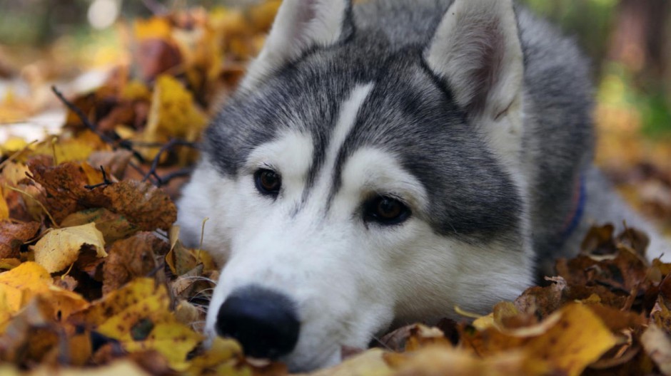 壁纸桌面可爱的狗狗欣赏