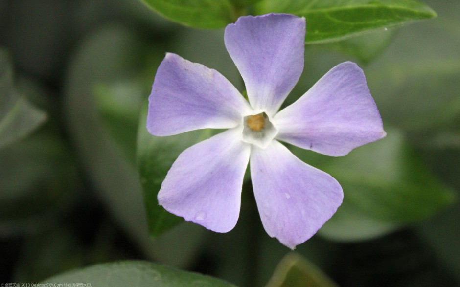 粉嫩长春花浪漫风格高清壁纸