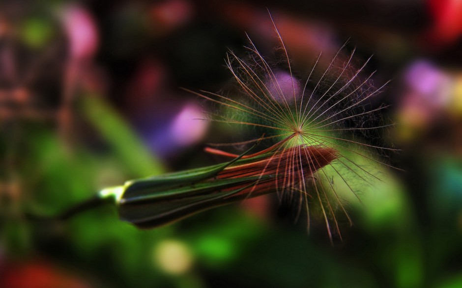 清新花草植物高清壁纸鉴赏