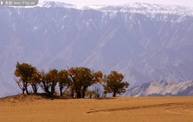 沙漠秋天胡杨树植物图片素材
