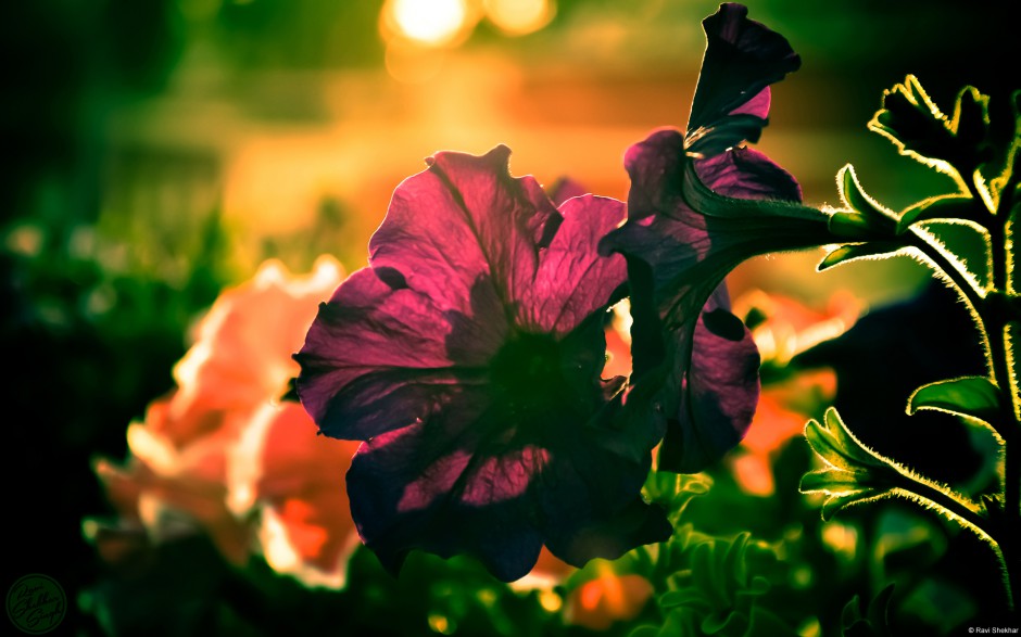 大自然唯美花卉娇艳绽放美景