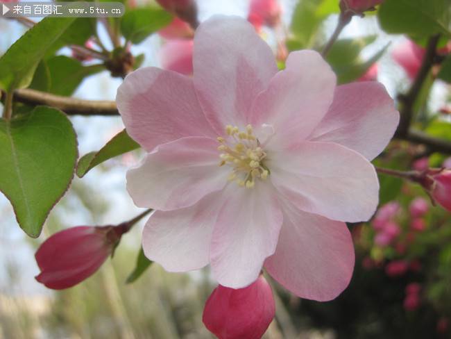唯美粉红海棠花图片
