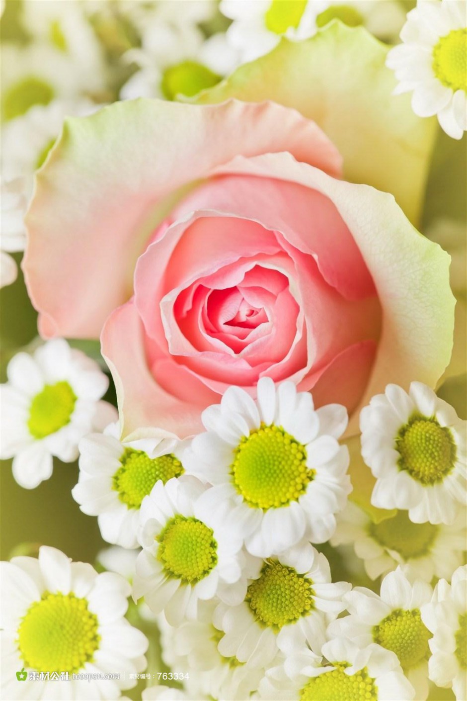 素雅简约粉玫瑰高清素材图片