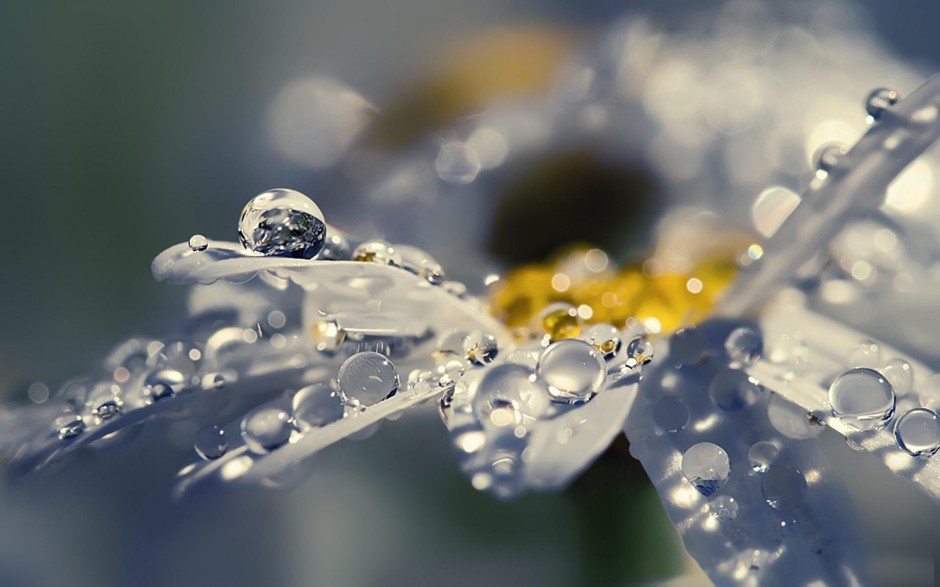 清晨雨后浪漫花卉水珠梦幻美景