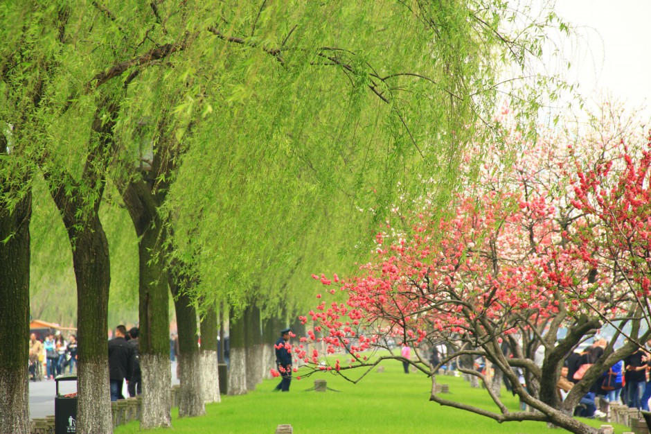 春天柳树图片绿意烂漫迷人