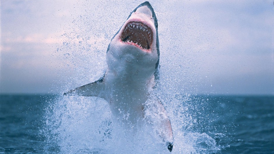 凶猛的鲨鱼1440x900高清壁纸
