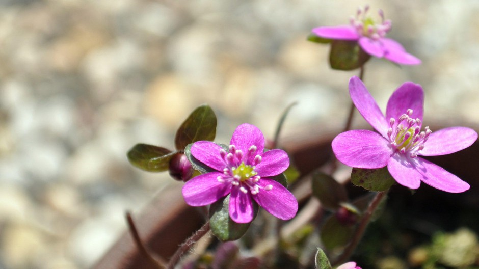雪割草唯美粉嫩田园春日风景