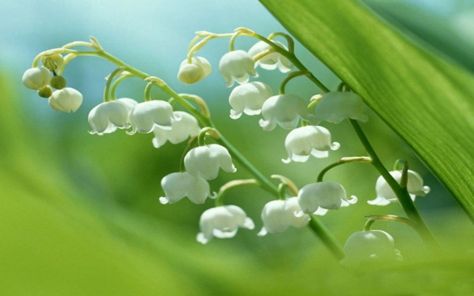 洁白铃兰花清新雨后风景壁纸