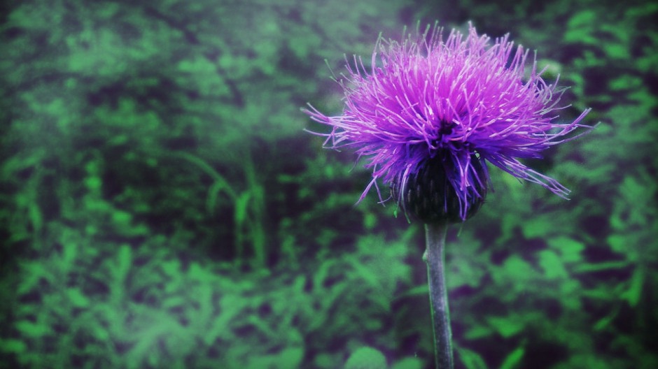 动植物唯美桌面壁纸