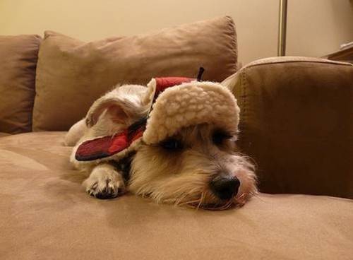 萌狗狗图片可爱模样惹人怜爱