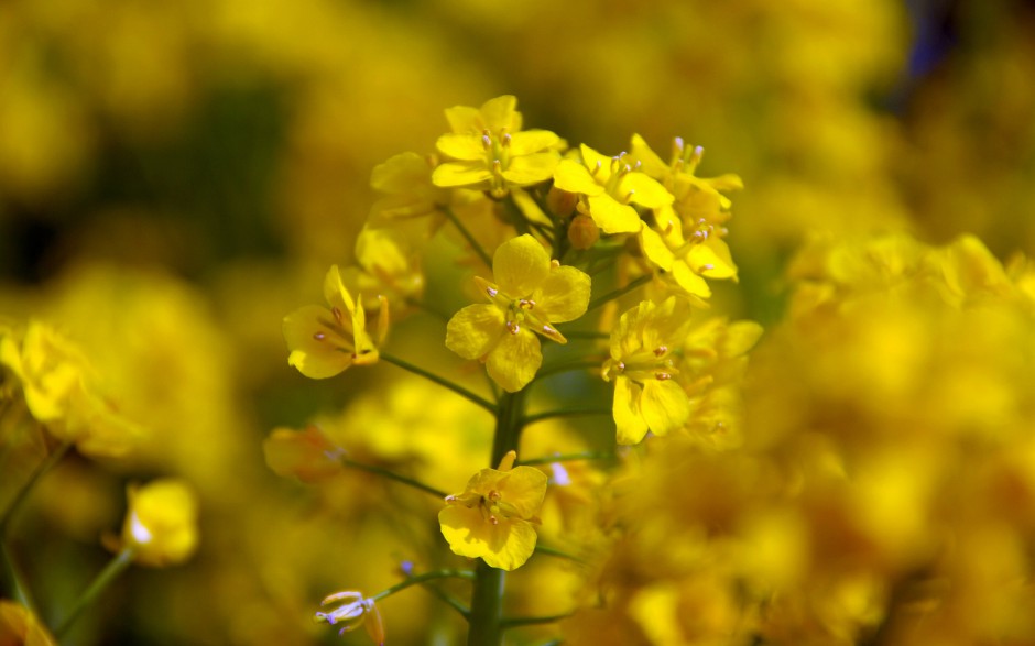 油菜花梦幻黄色花海高清精美壁纸