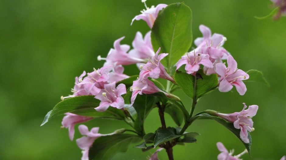 高清壁纸风景锦带花花朵