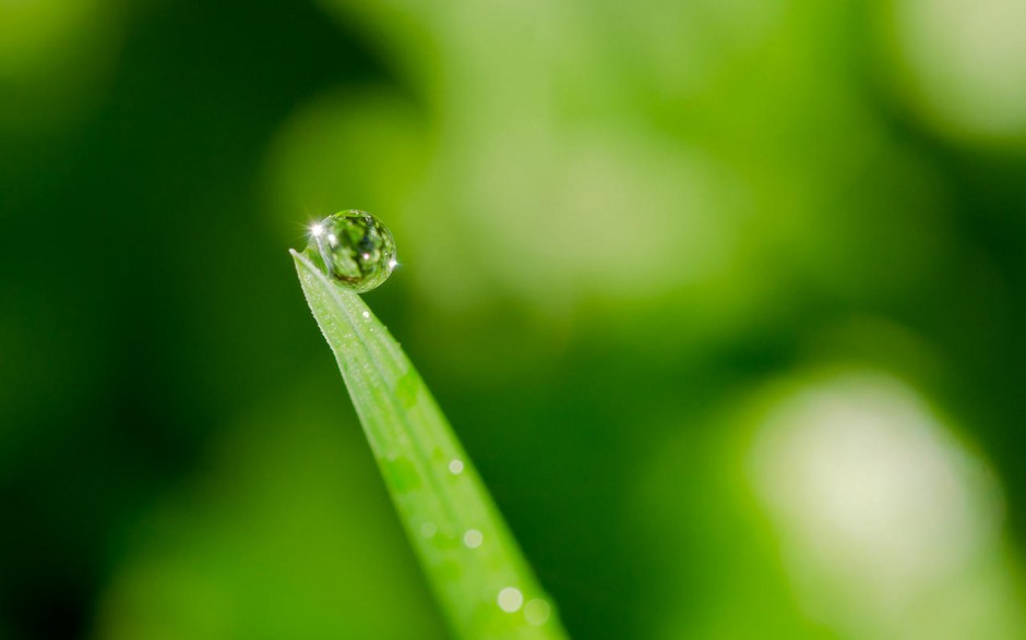 桌面壁纸可爱绿色植物露珠