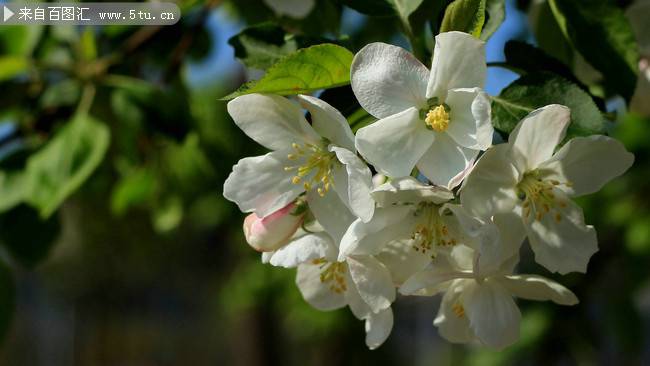 清香犹存的白色海棠花图片