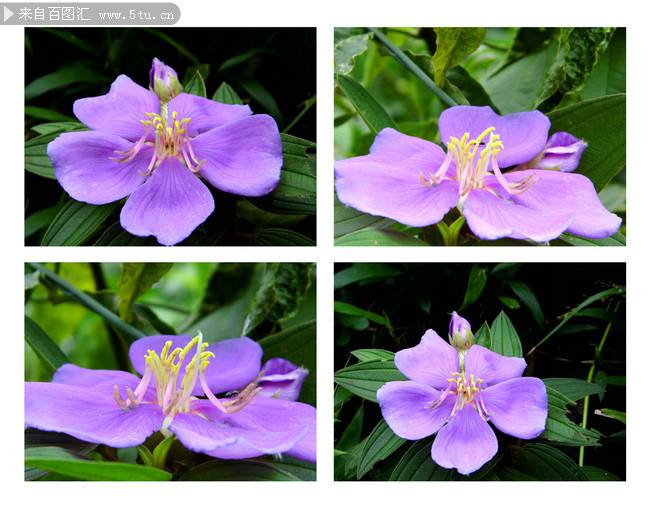 紫色的花图片摄影特写