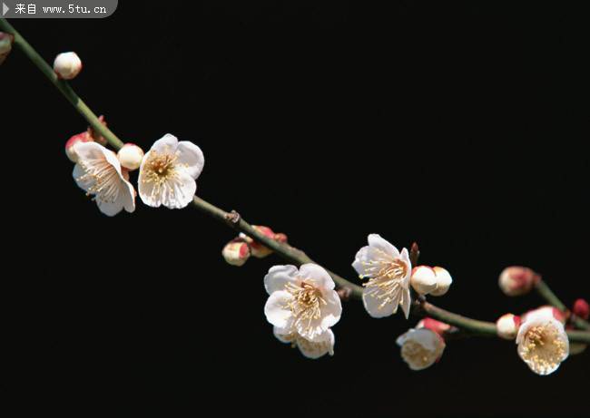 一朵朵白色桃花摄影图片