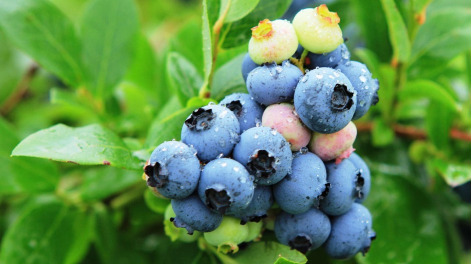 可爱水果蓝莓特写精美壁纸