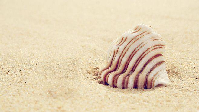 静躺沙滩的贝壳唯美背景图片