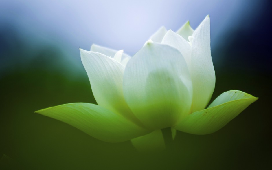 夏日池塘荷花唯美清新风景高清美图