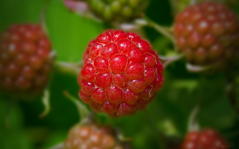 酸甜适中的诱人树莓桌面壁纸