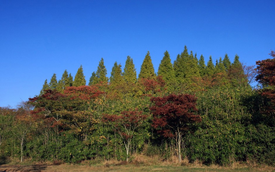 秋日浪漫枫叶林清新唯美风景图