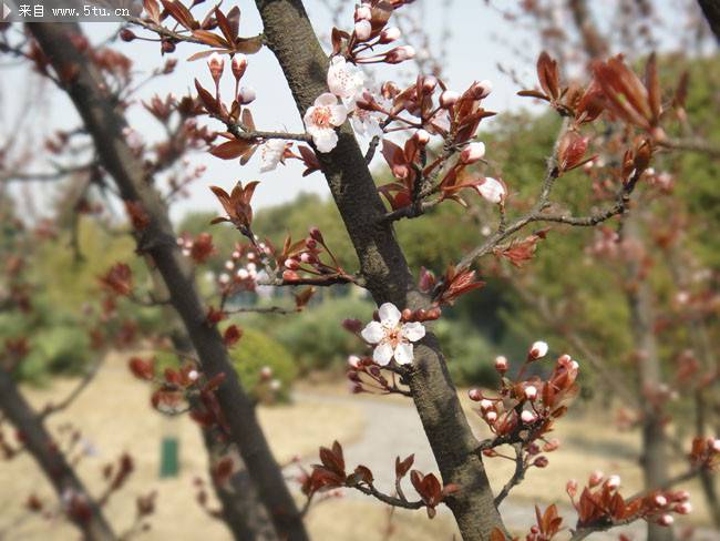 满树盛开的梅花图片