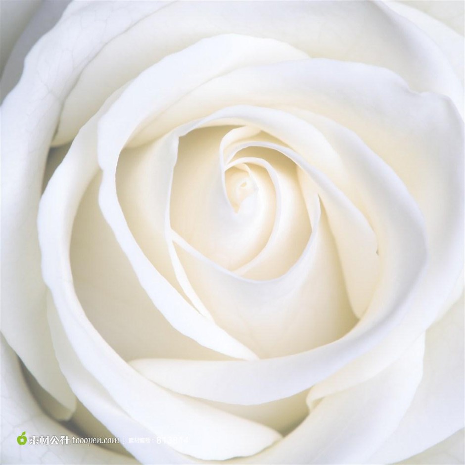 白色玫瑰纯净唯美风景素材壁纸