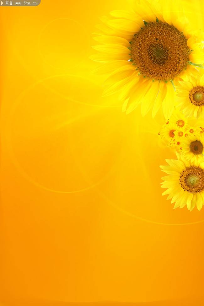 唯美向日葵背景图片素材