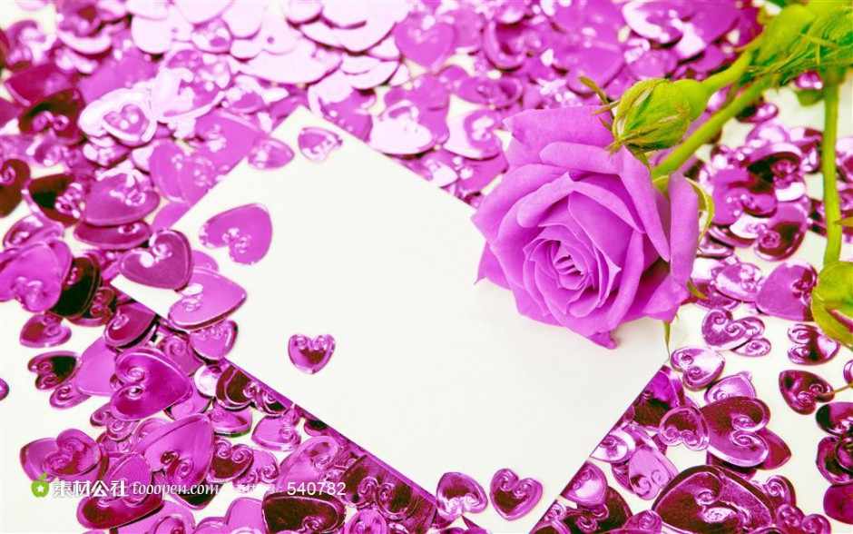 情人节卡片上的紫玫瑰图片