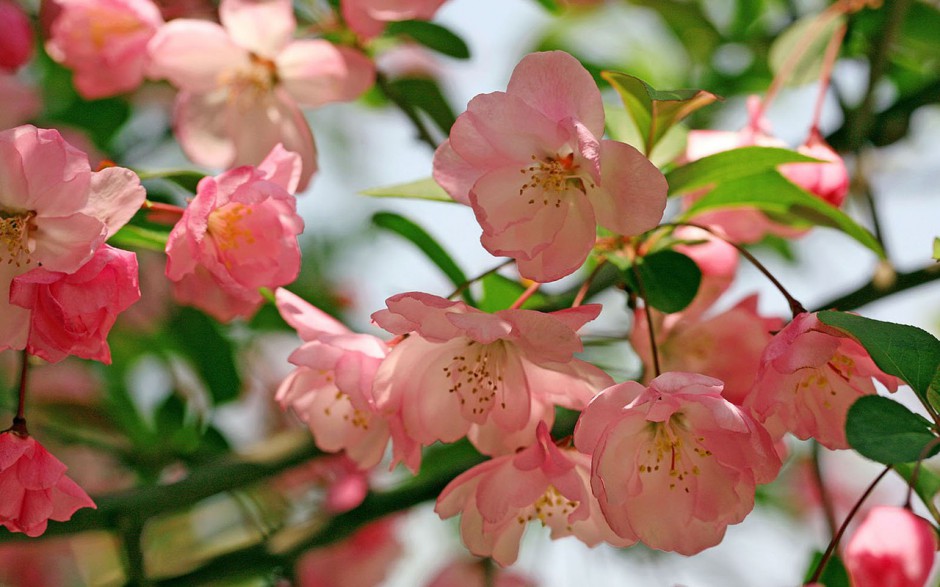 自然美丽海棠花风景桌面壁纸