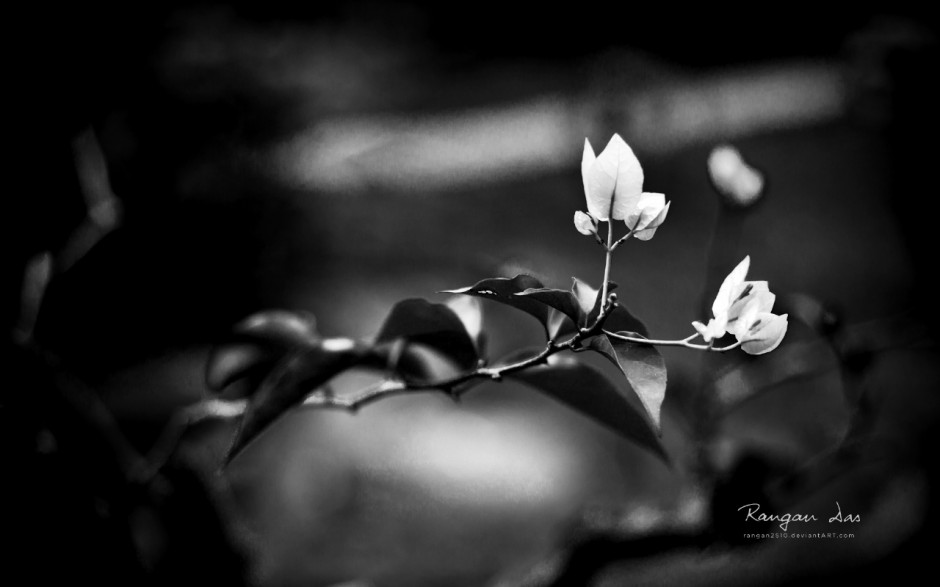清新植物黑白摄影欧式壁纸