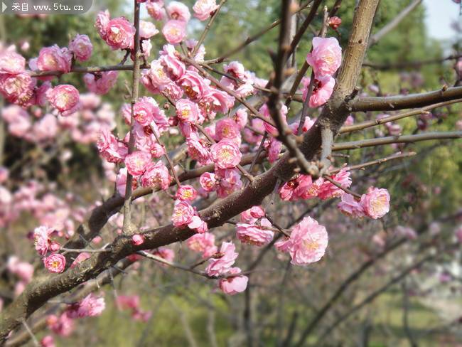 满树盛开的梅花图片