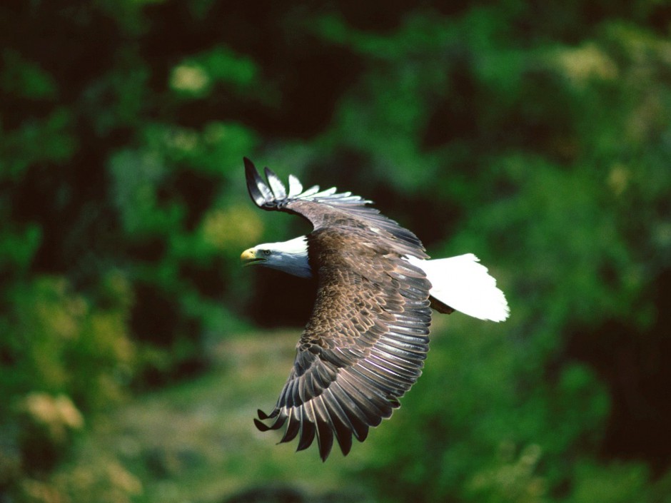 鸟北美白头海雕动物壁纸
