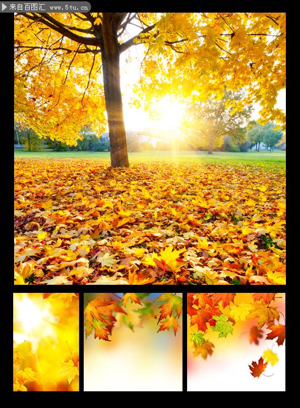 秋天唯美枫叶图片精美素材